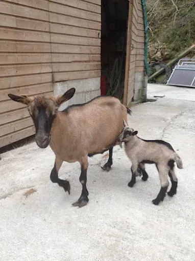 Visite de la ferme à Aydius